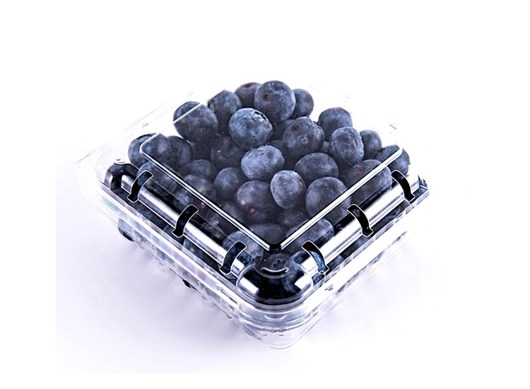 Blueberry  pz