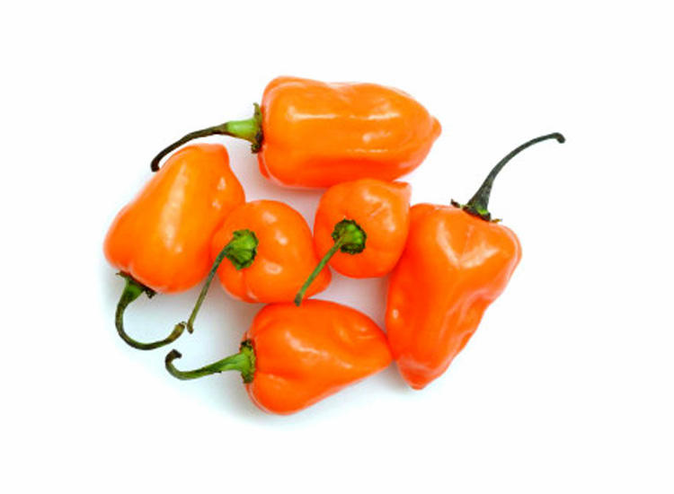 Chile habanero