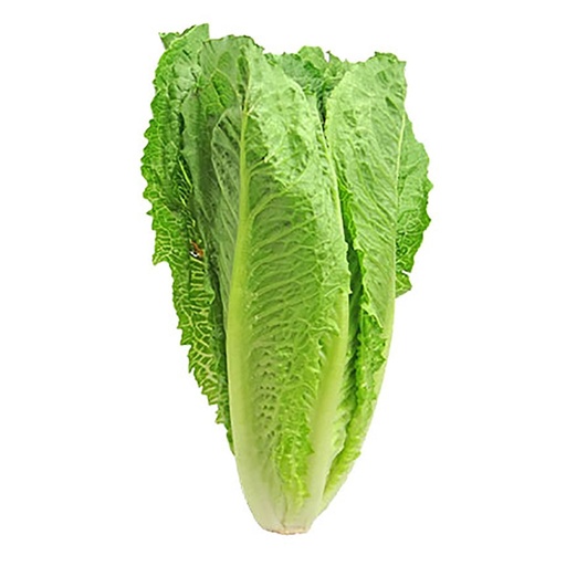 Lechuga orejona pz